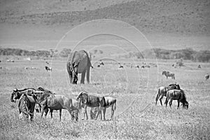 Black and white african elephant and blue wilebeest