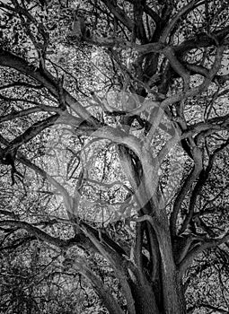 Black and white african tree
