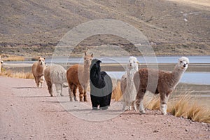 Black and white alpaca suri with longer fur coat, between huacaya alpacas, walking on a road next to a lake. Location: Peruvian