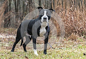 Black and White American Bulldog Pitbull Terrier mix dog