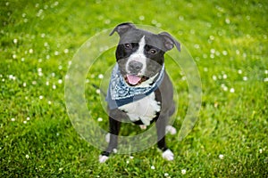 Black and white american pit bull terrier with blue bandanna