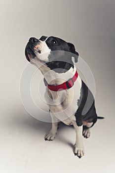 black and white American Staffordshire Terrier with red leash sitting in studio full shot grey background