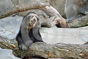 Black and White Andean Bear