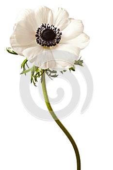 Black and White Anemone Isolated