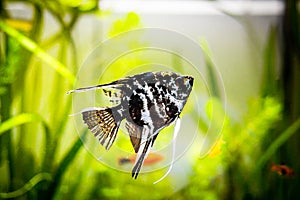 Black and white angel fish in a fish tank
