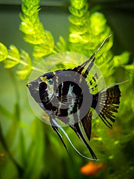 Black and white angel fish in a fish tank with blurred background