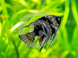 Black and white angel fish in a fish tank with blurred background Pterophyllum scalare