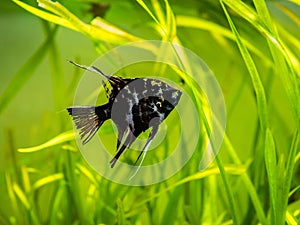Black and white angel fish in a fish tank with blurred background Pterophyllum scalare