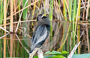 Black and white anhinga in a swamp.