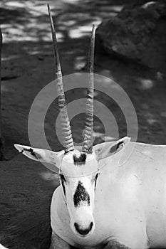 Black and White Antelope