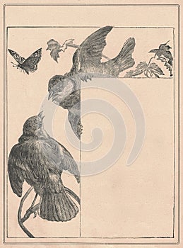 Black and white antique illustration of the birds. Vintage marvellous illustration of the sparrows. Old fabulous picture