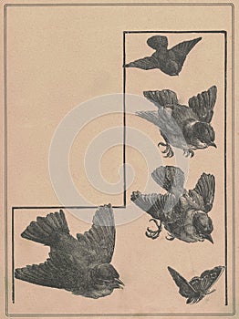 Black and white antique illustration of the birds. Vintage marvellous illustration of the sparrows. Old fabulous picture