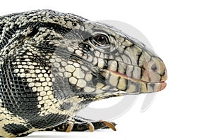 Black and white Argentine Tegu photo