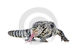 Black and White Argentine Tegu photo