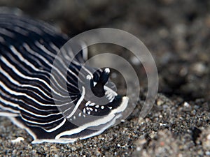 Black and white Arminid Nudibranch