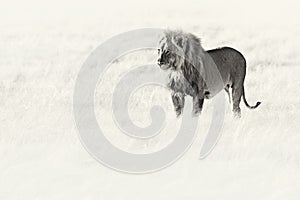 Black and white art. Angry female lion in Etosha NP, Namibia. African lion walking in the grass, with beautiful evening light.