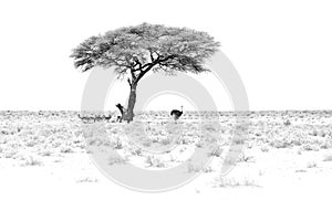 Black and white art. Dry hot day with sun in Etosha NP, Namibia. Herd of antelope springbok and ostrich hidden below the tree, in