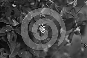 Black and white art photo monochrome. Clematis flower in a home garden