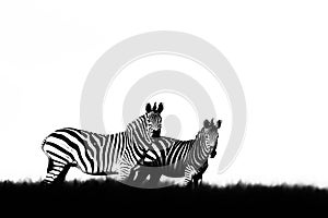 Black and white art photo. Zebra with clear sky. Burchell`s zebra, Equus quagga burchellii, Nxai Pan National Park, Botswana,