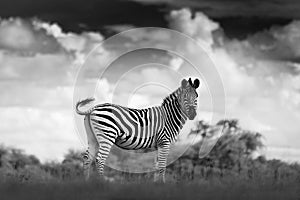 Black and white art photo. Zebra with dark storm sky. Burchell`s zebra, Equus quagga burchellii, Nxai Pan National Park, Botswana