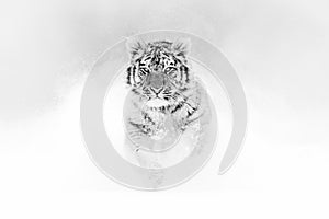 Black and white art. Tiger in wild winter nature, running in the snow. Siberian tiger, Panthera tigris altaica. Action wildlife photo