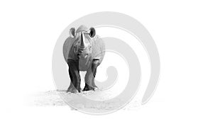 Black and white, artistic photo of black rhinoceros, Diceros bicornis, front view, staring at camera,standing on the rim of