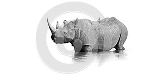 Black and white, artistic photo of black rhinoceros, Diceros bicornis, standing in the waterhole, isolated on white background