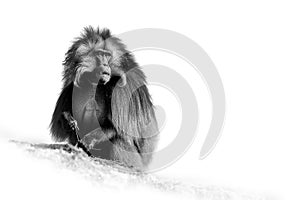 Black and white, artistic photo of hairy monkey Gelada Baboon - Theropithecus gelada