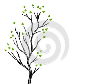 Black and white aspen or birch tree in spring with green leaves, vector