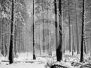 Black and white Aspen trees