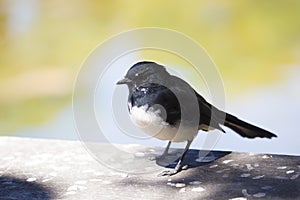 Black and white Australian  Willie Wagtail perching on a wooden bench. photo