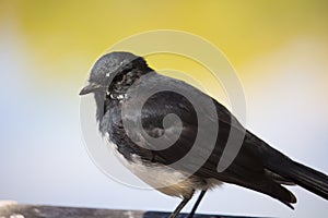 Black and white Australian  Willie Wagtail perching on a wooden bench. photo