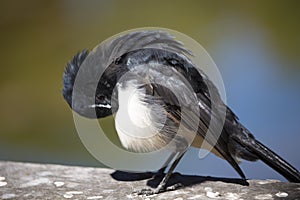 Black and white Australian  Willie Wagtail preening itself perching on a wooden bench. photo