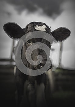 Baby Cow on an Ecuadorian Farm Staring at Camera on a Cloudy Day photo
