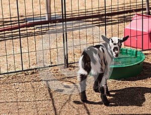 Black and white baby Nigerian dwarf goat