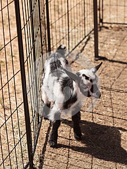 Black and white baby Nigerian dwarf goat