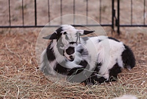 Black and white baby Nigerian dwarf goat