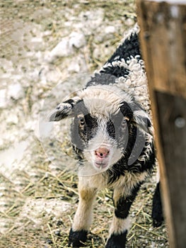 Black and white baby sheep lamb portrait during winter