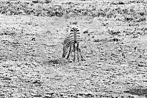 Black and white baby zebra in Serengeti