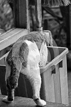 black and white of the back of a cat scavenging for food in the trash