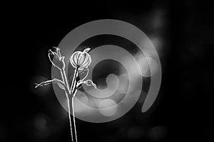 Black and white backlit hairy flower