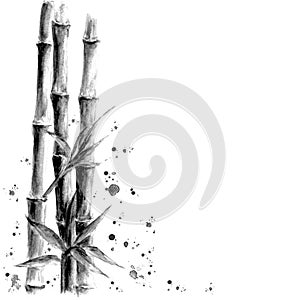 Black and white bamboo on white background