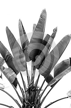 Black and white banana tree