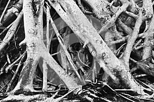 black and white banyan root tree