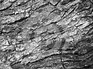 Black and white , bark of tree texture