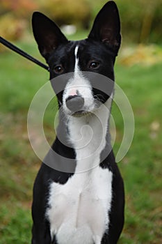 Black and white Basenji dog portrait on nature
