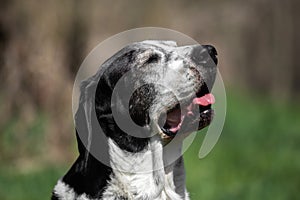 A black and white basset dog outside