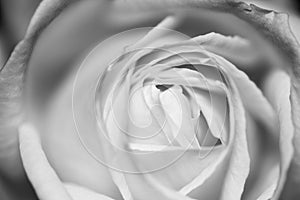 Black and white, beautiful, delicate rose