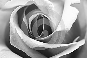 Black and white, beautiful, delicate rose petals