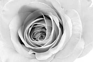 Black and white, beautiful, delicate rose petals